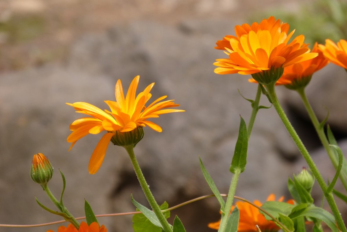 Calendula officinalis l. календула лекарственная