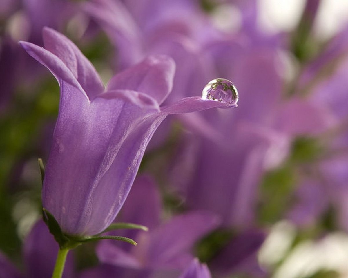 Колокольчик Кампана Lilac