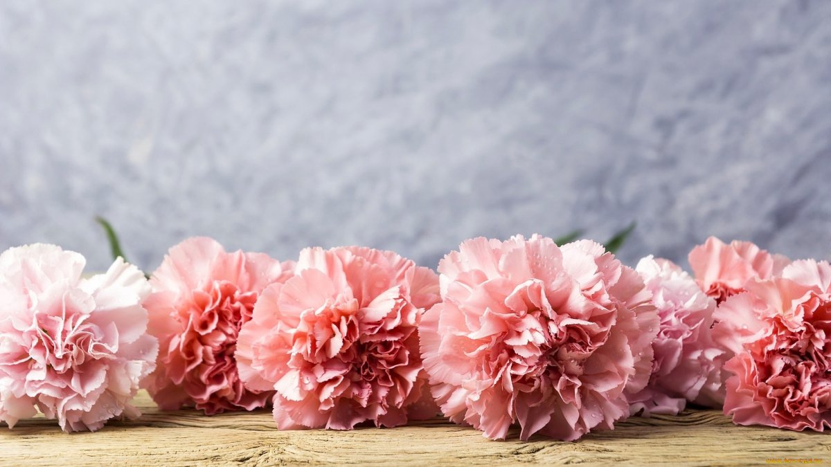 Гвоздика Pink