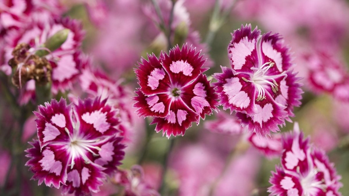 Dianthus Arabella Purple гвоздика