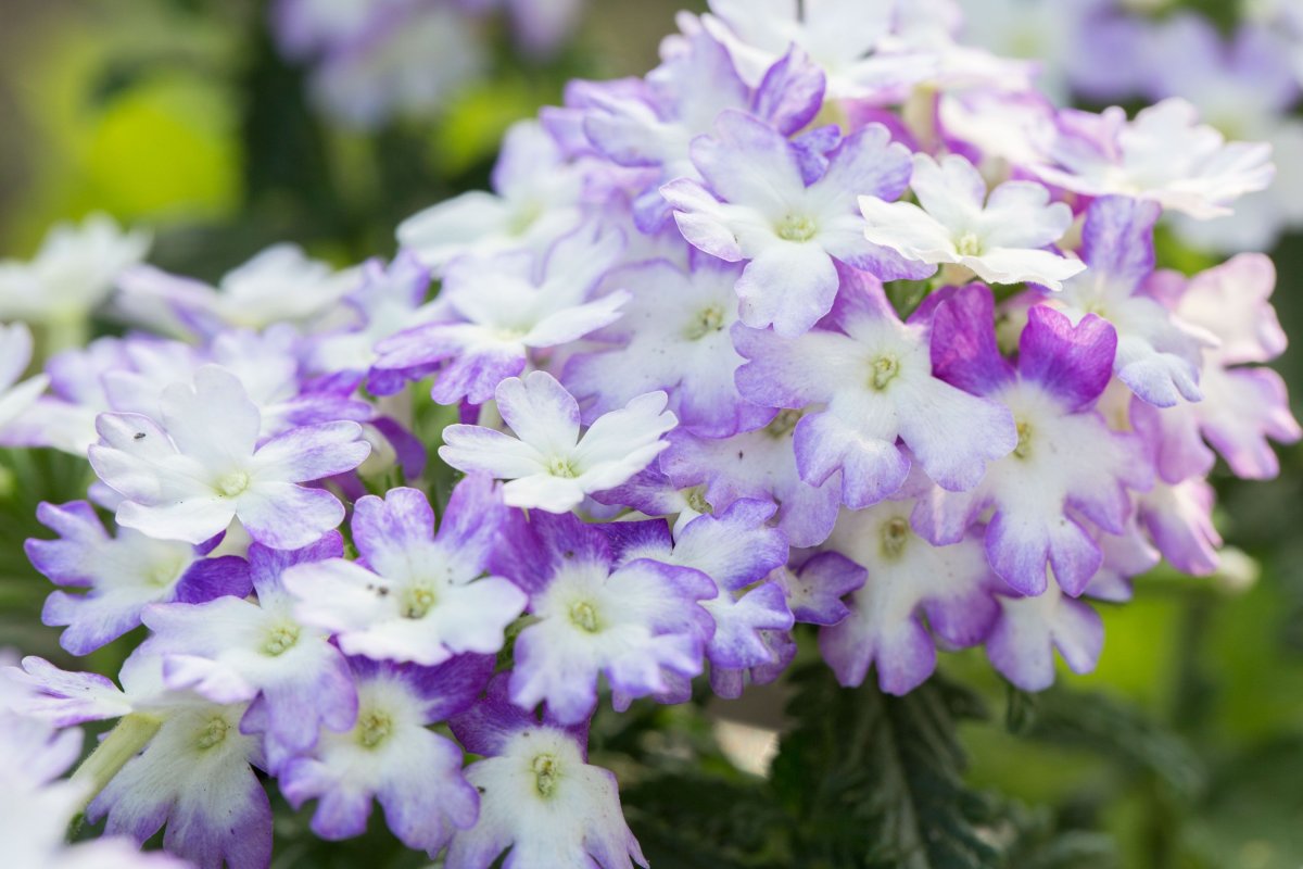 Вербена гибридная (Verbena hybrida) Tuscany Twister Purple