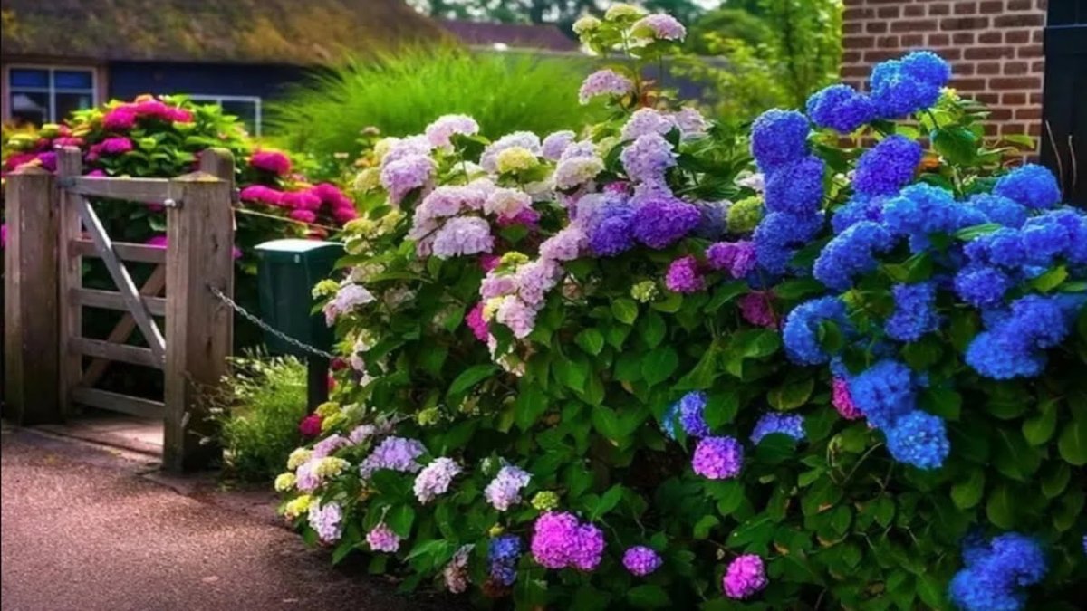 Гортензия голландская