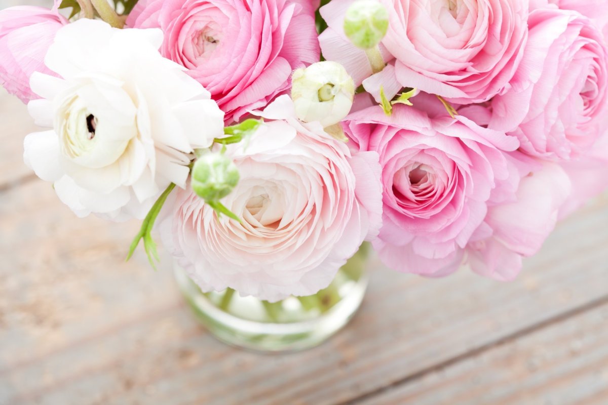 Ранункулюсы pale Pink