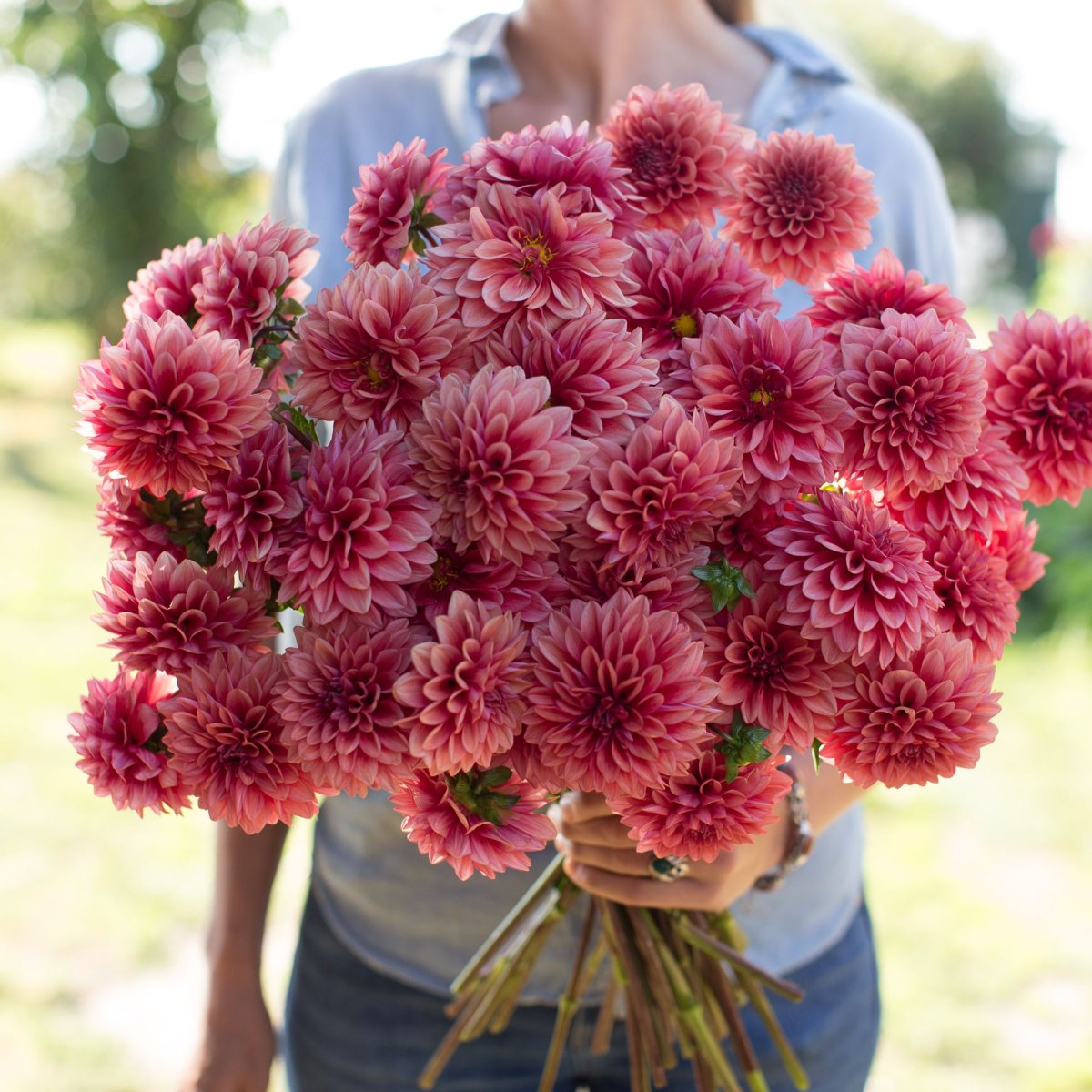 Dahlia Mystique