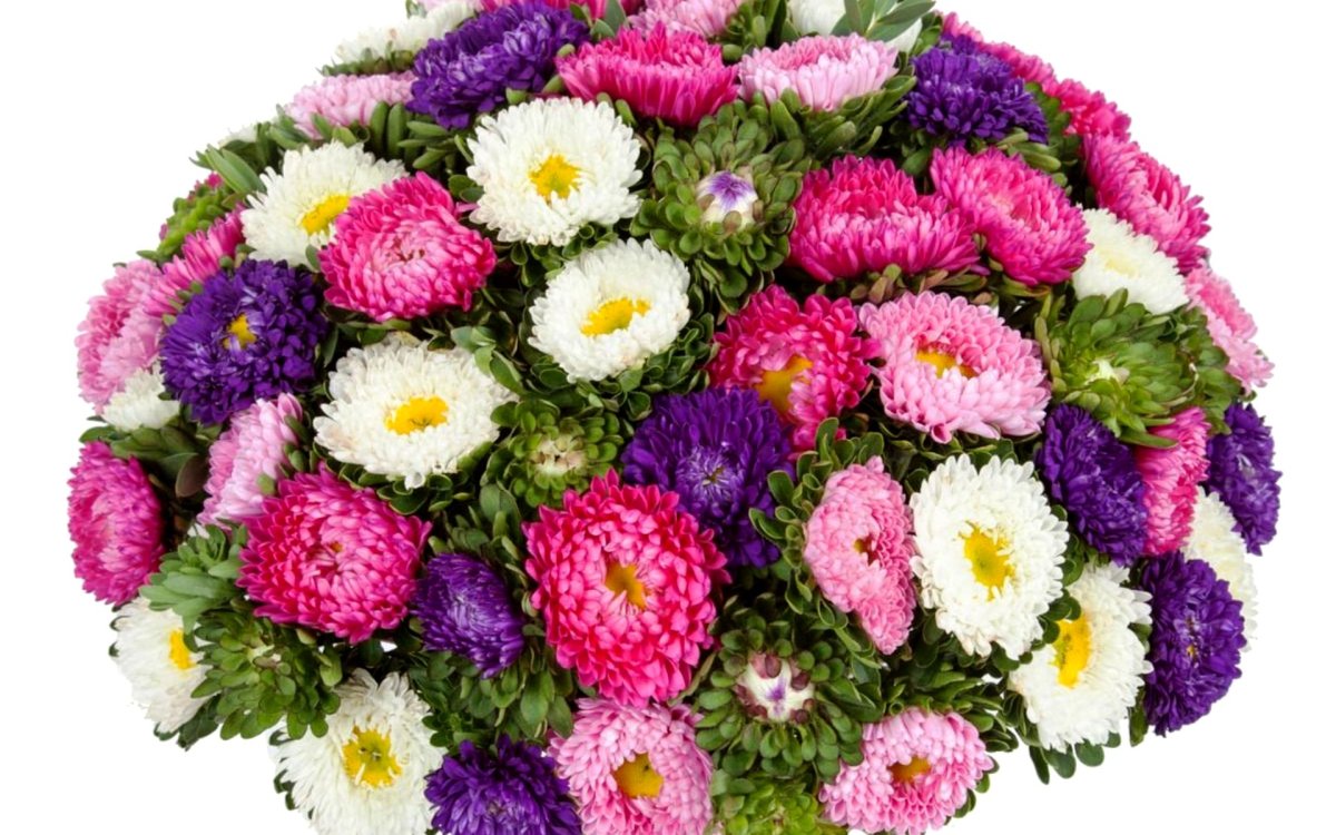 Хризантема Allouise Pink