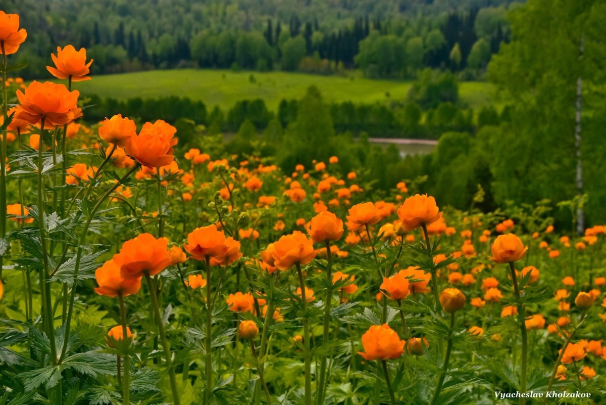 Купальница Алтайская