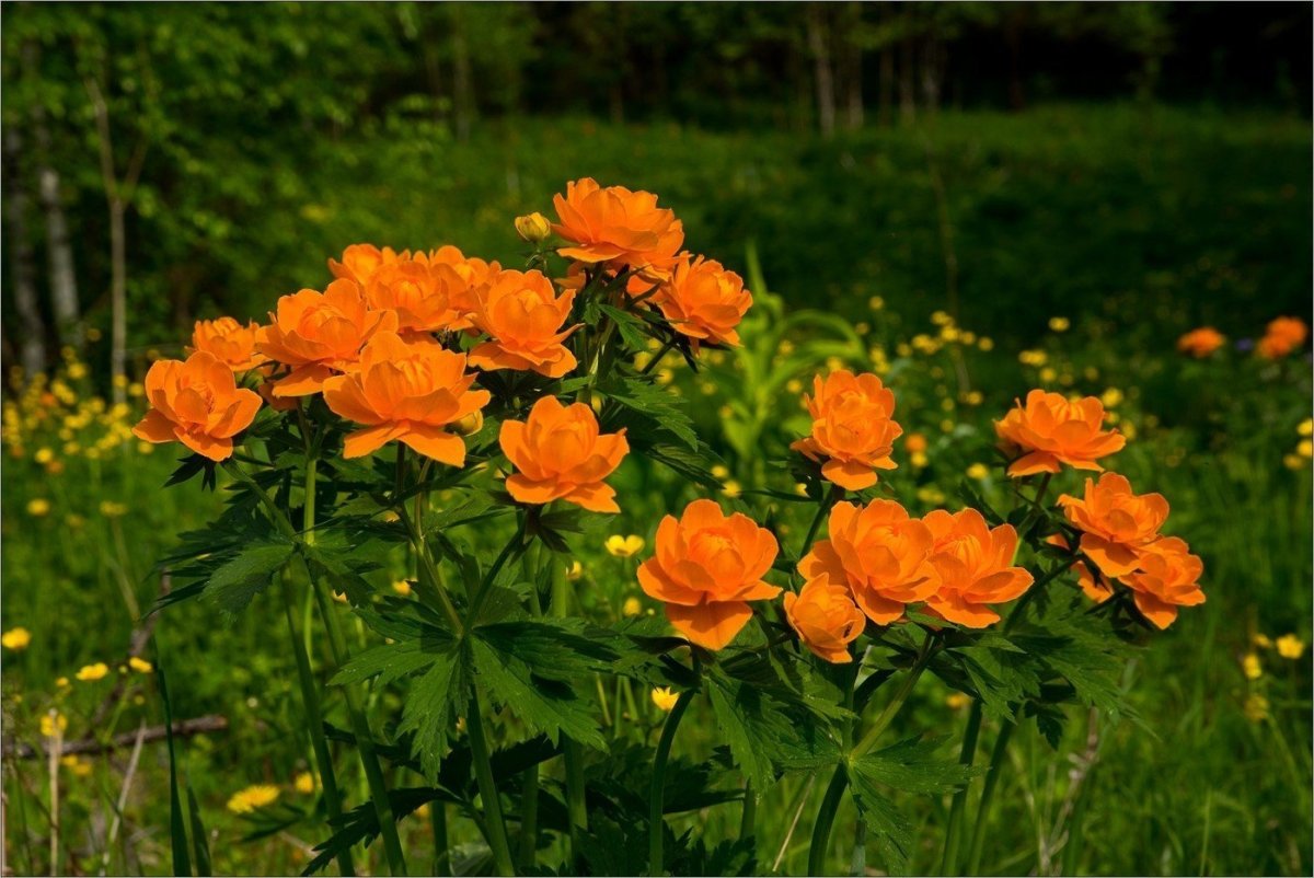 Купальница Сибирская роза