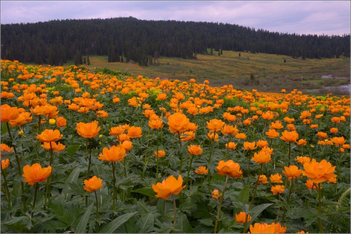 Купальница Сибирская