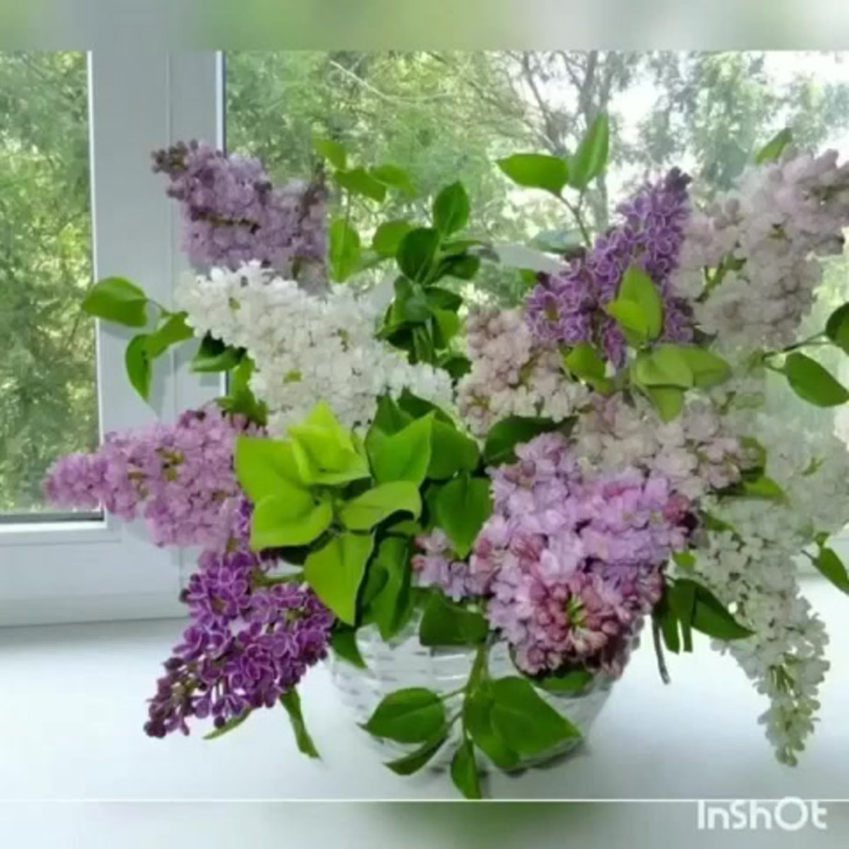 Фиалка Амурская сирень