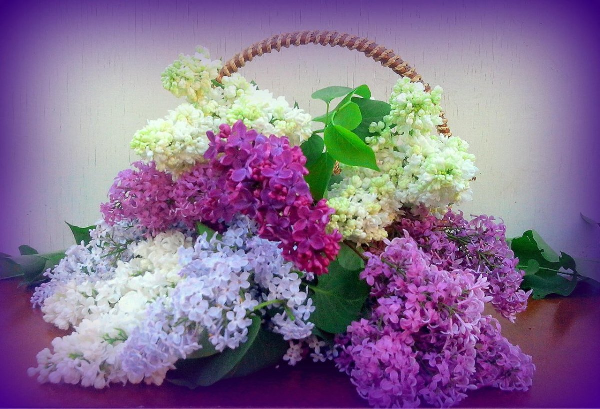Букет сирени