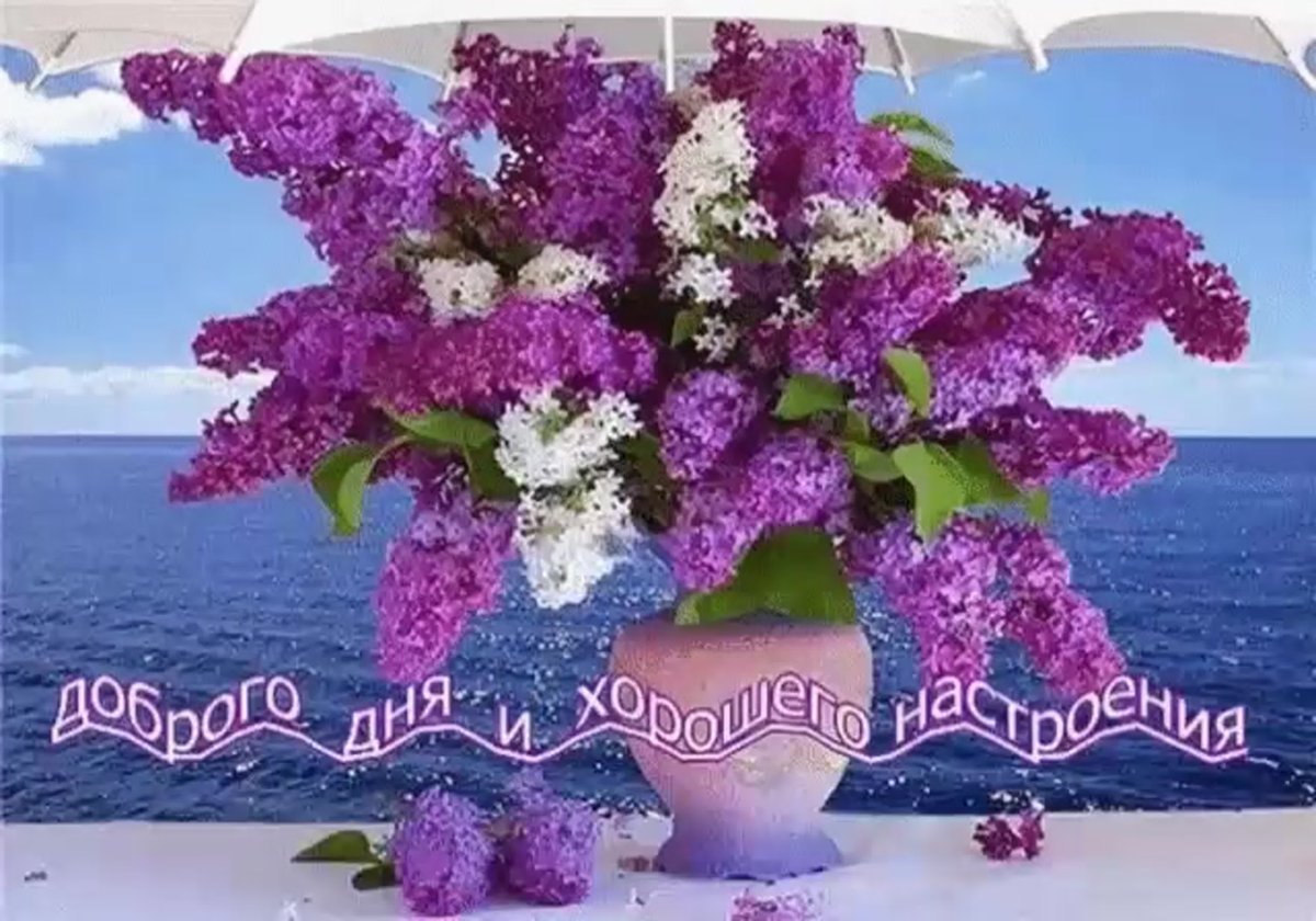Сирень микс