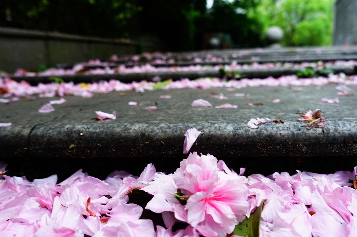 Spring with Rain