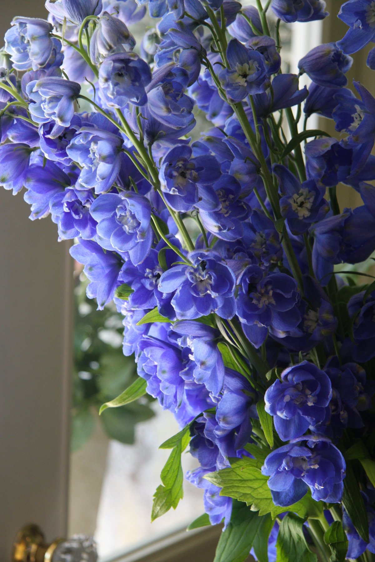 Дельфиниум Aurora Blue