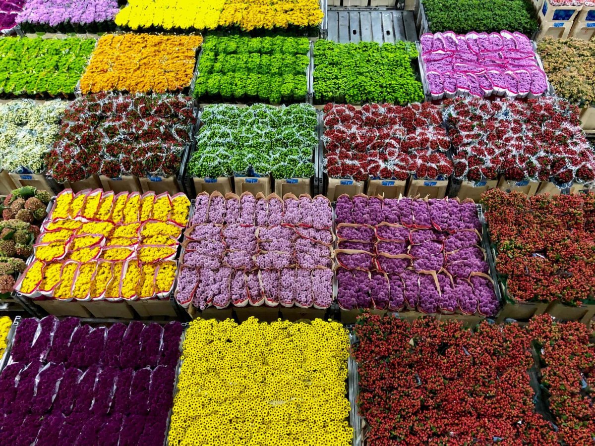 Нидерланды весенний парк Keukenhof