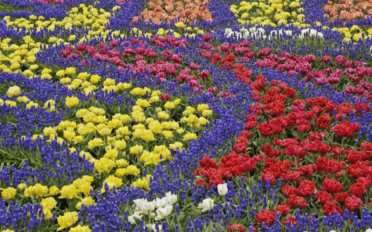 Парад цветов Bloemencorso в Голландии