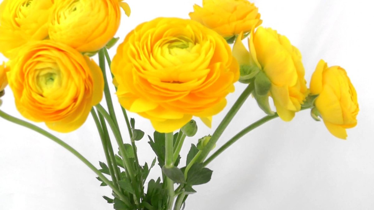 Ранункулюс Yellow