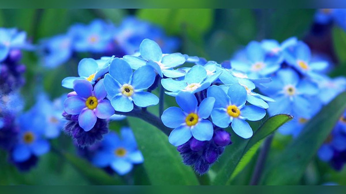 Прекрасные незабудки