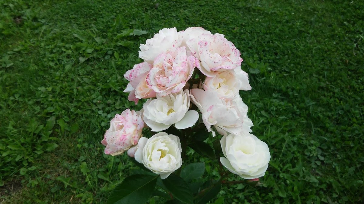 Роза мускусный гибрид Bouquet parfait