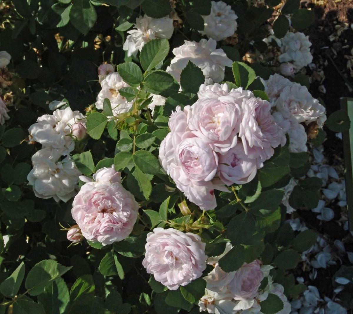 Роза Bouquet parfait Lens мускусные