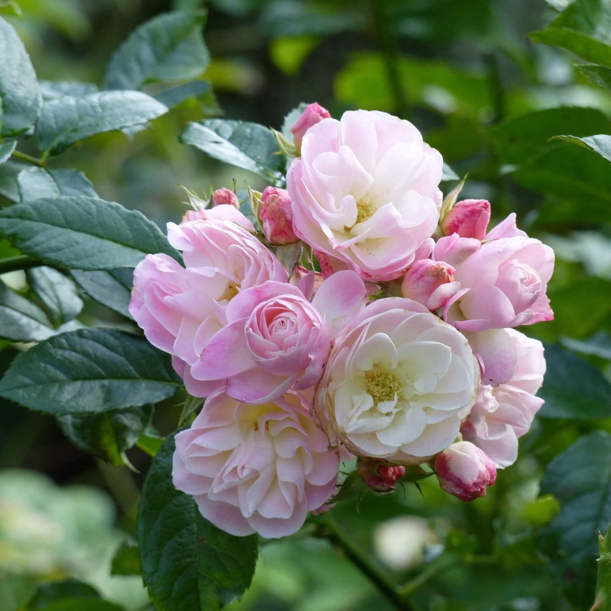 Aspirin Rose роза штамбовая