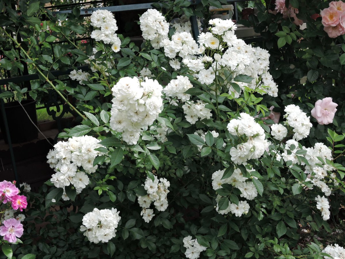 Шиповник сортовой "pompon Blanc parfait"