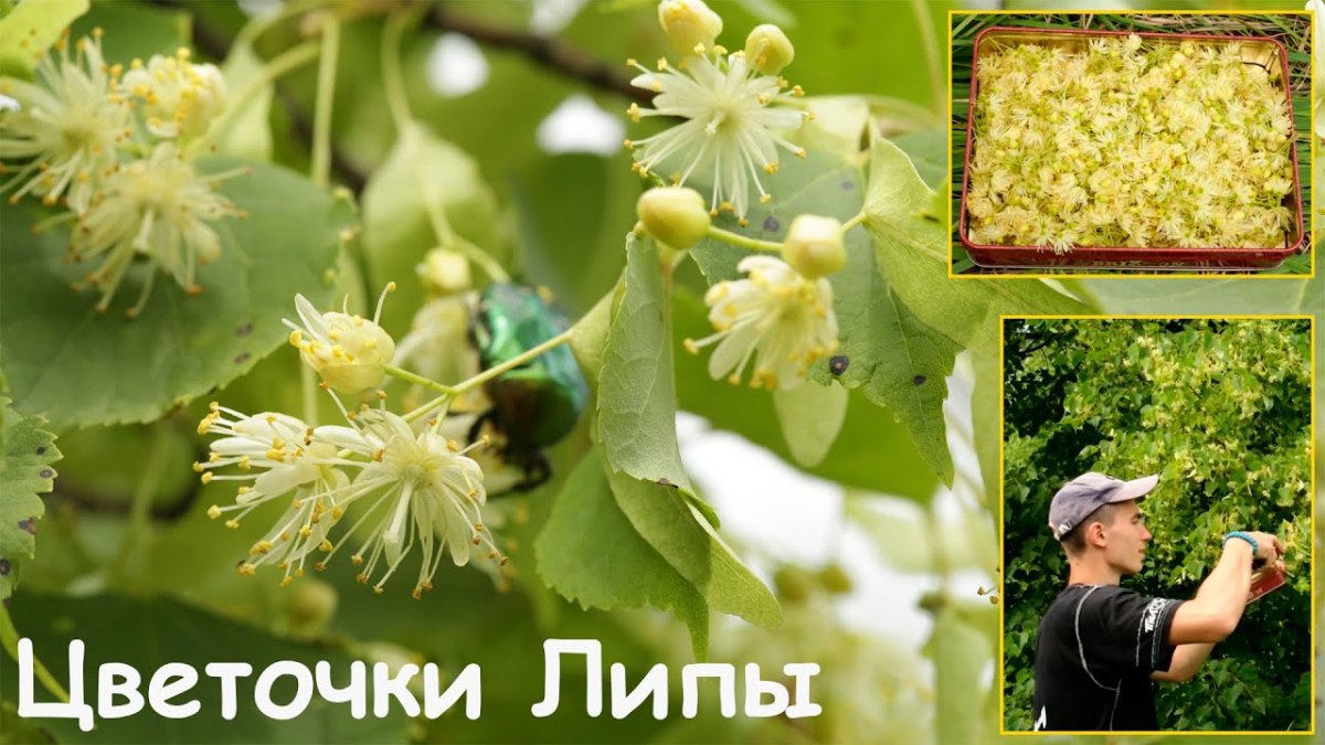Липа сердцевидная медонос