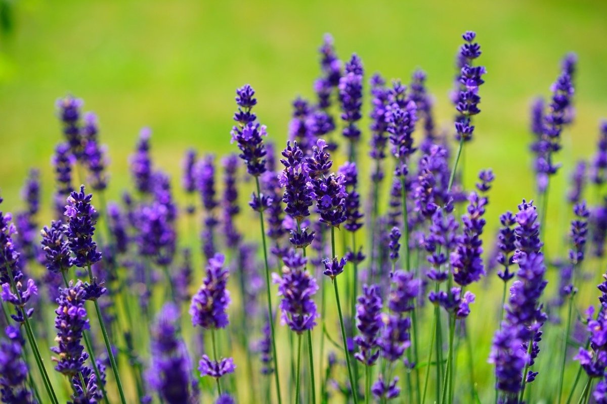 Лаванда Lavandula Vera