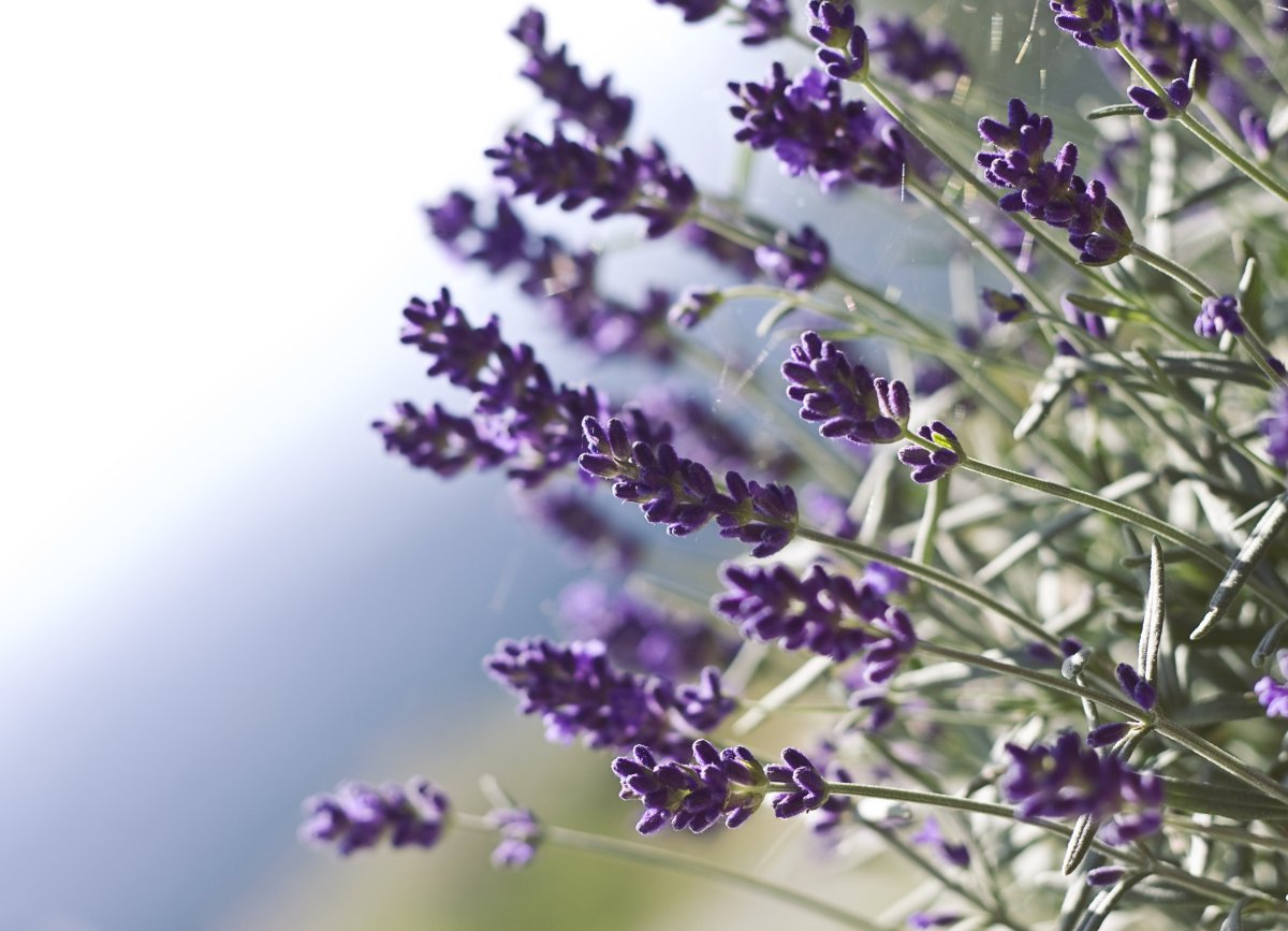 French Lavender цветы
