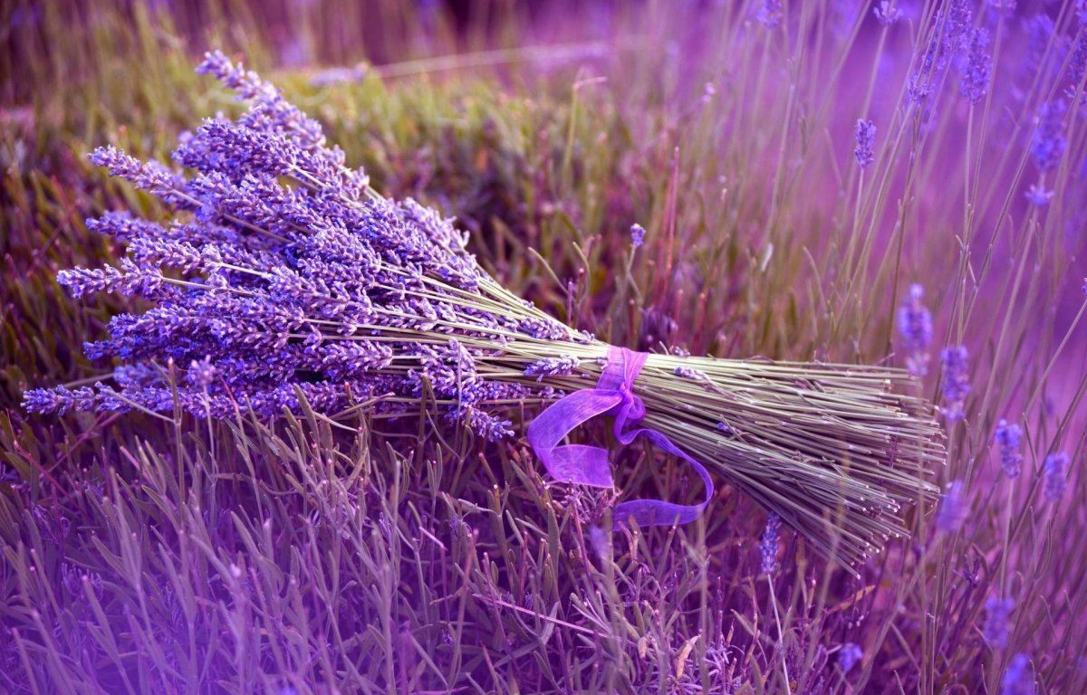 Лаванда сорт Вера