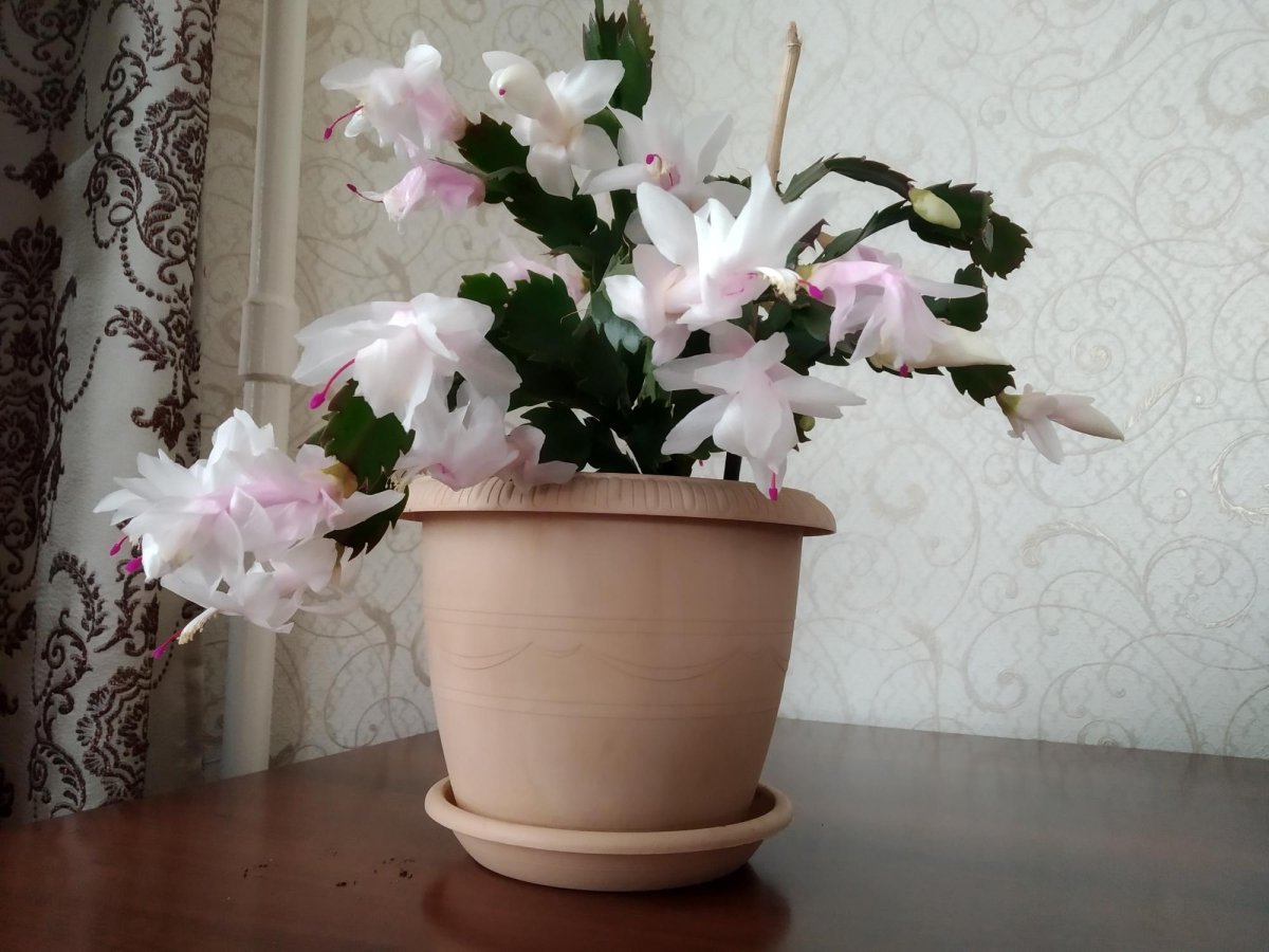 Эпифиллум с красными цветами