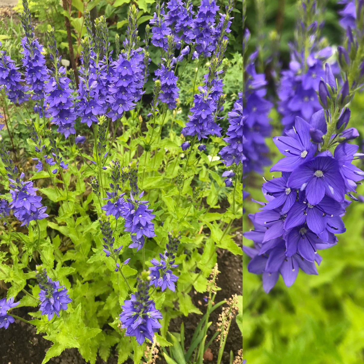 Вероника широколистная Veronica Teucrium