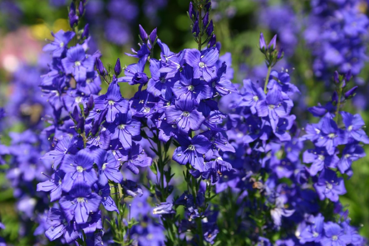 Вероника Австрийская 'Knallblau'