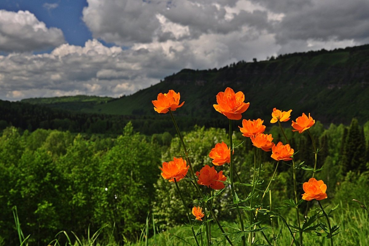 Купальница — огоньки — жарки