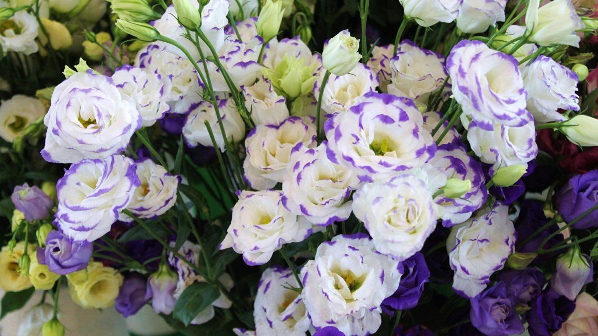 Эустома (Lisianthus)