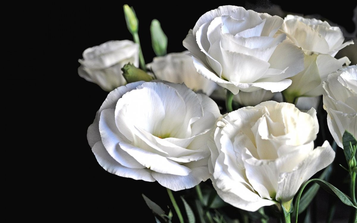 Эустома (Lisianthus)