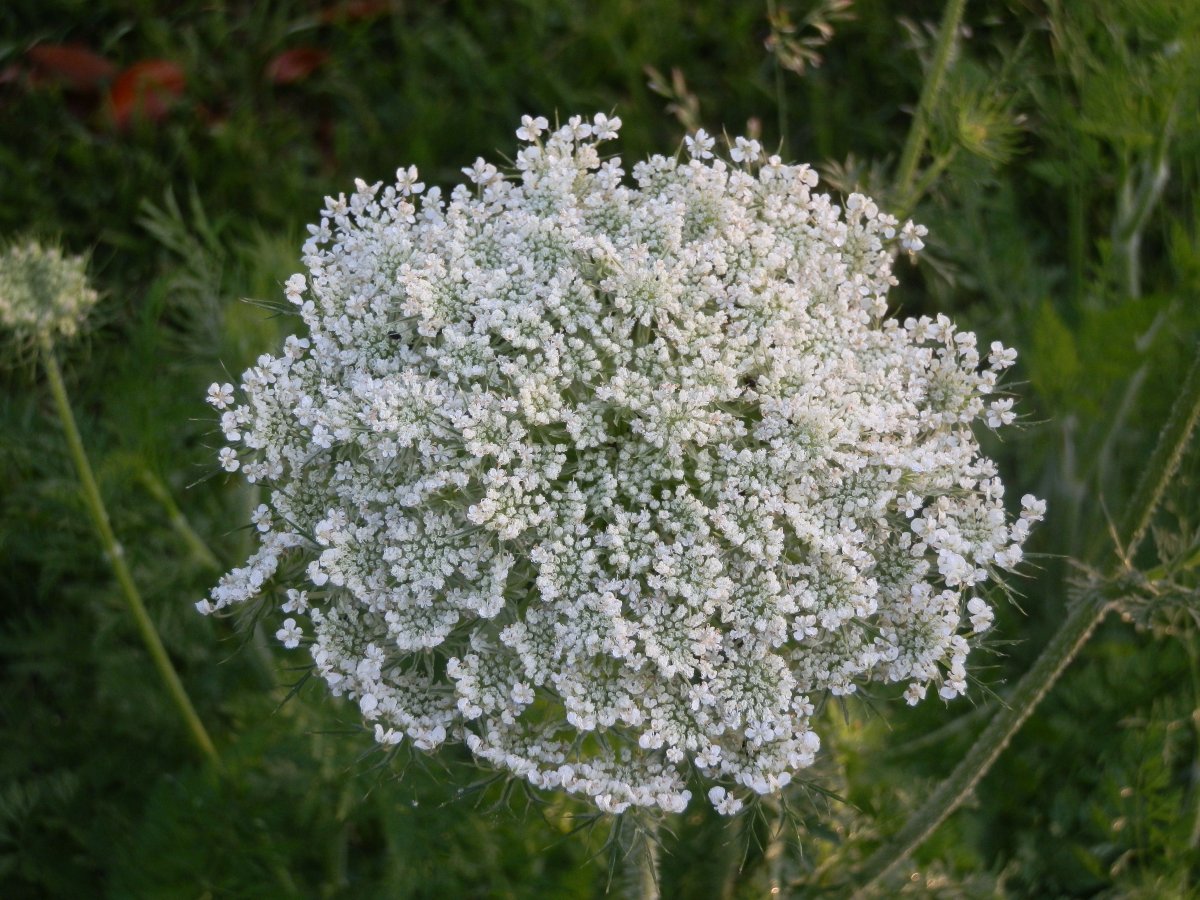 Queen Anne's Lace