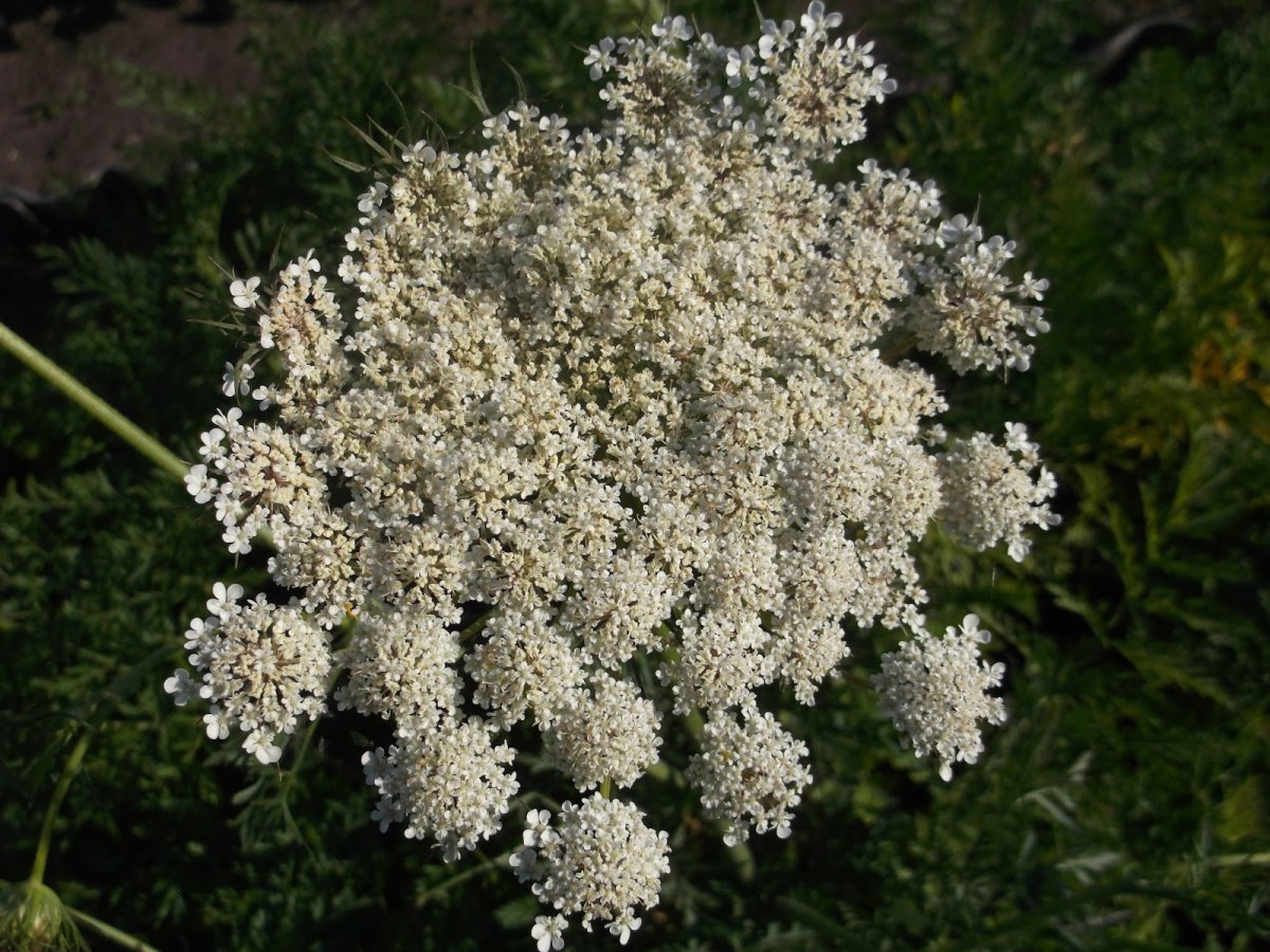 Амми сухоцвет