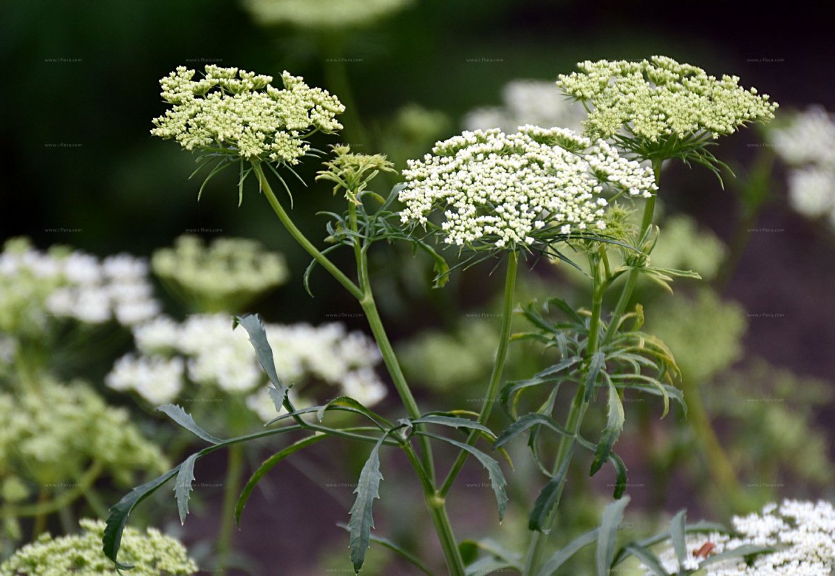 Ammi majus l.