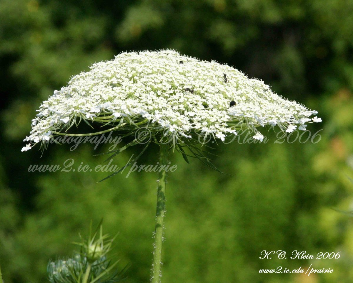 Queen Anne's Lace