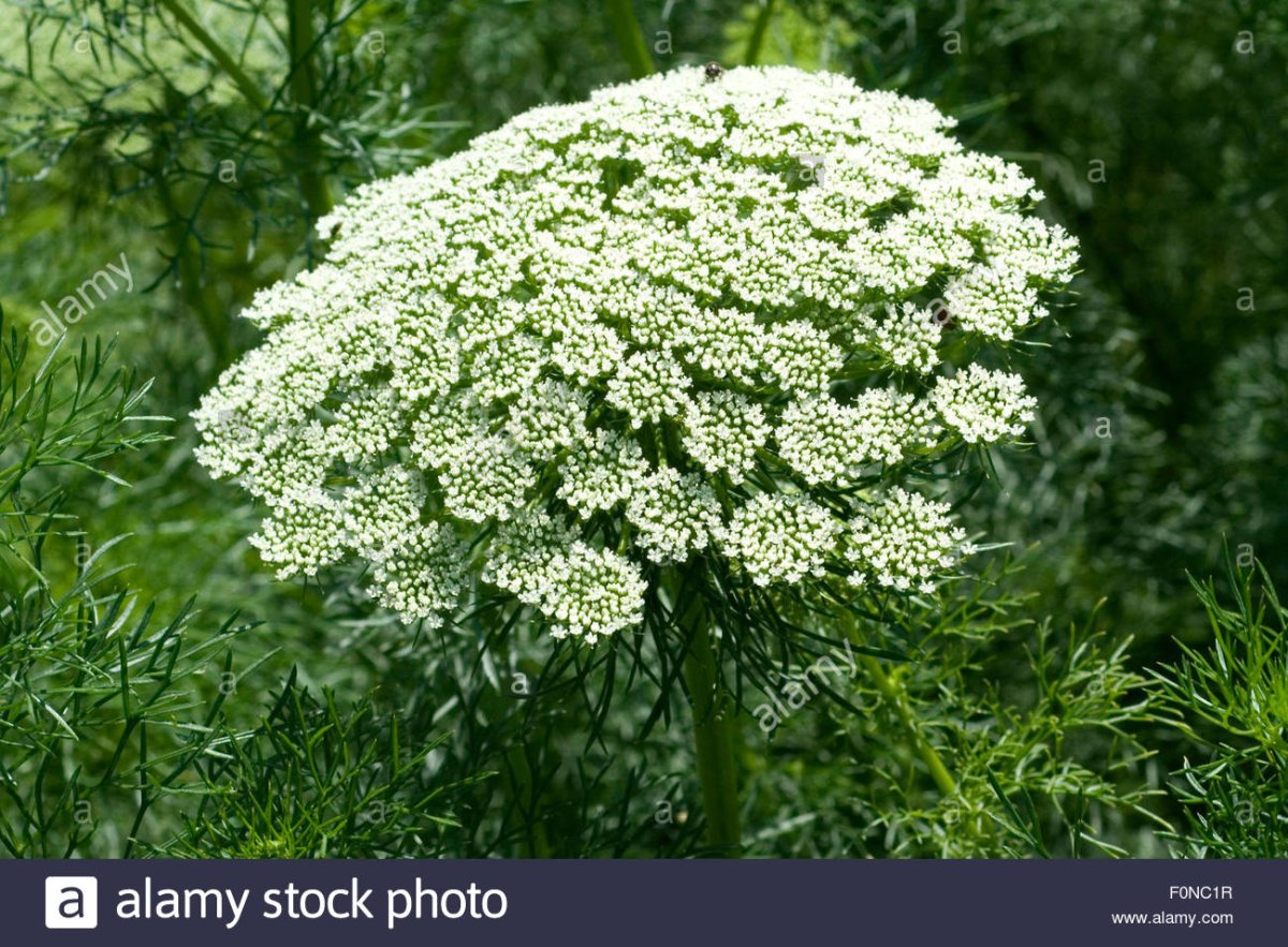 Целебная трава Амми