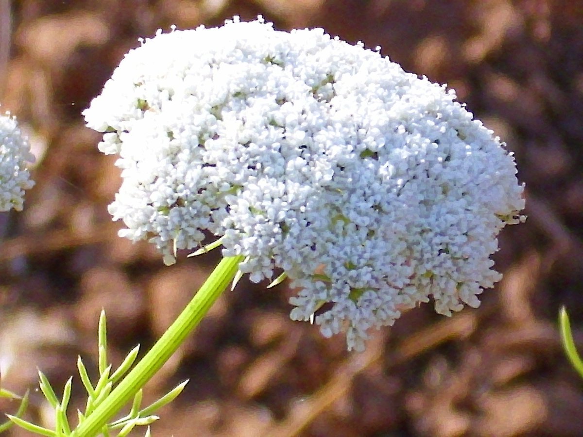 Амми majus Visnaga