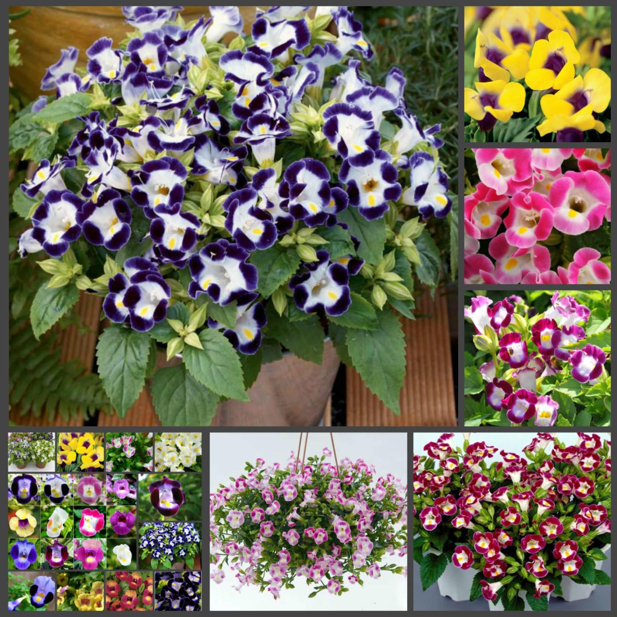 Торения Kauai Magenta