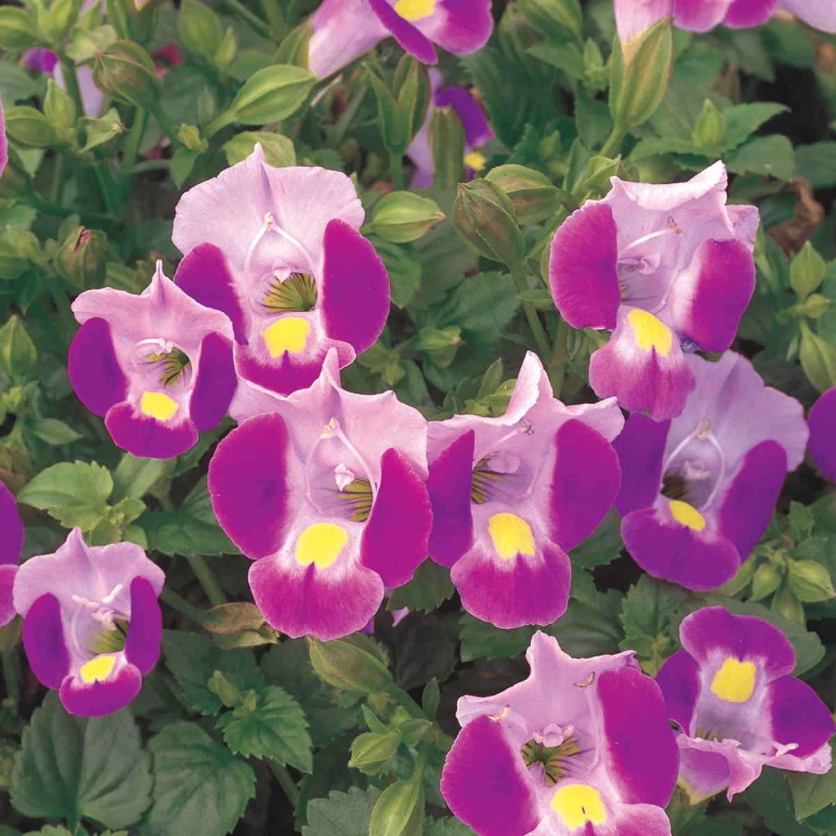 Торения Фурнье Kauai Magenta