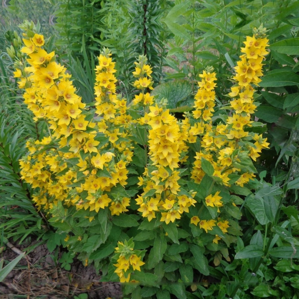 Вербейник точечный (Lysimachia punctata)