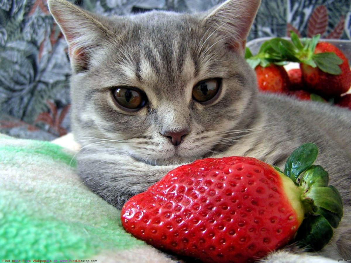 Кот фрукт