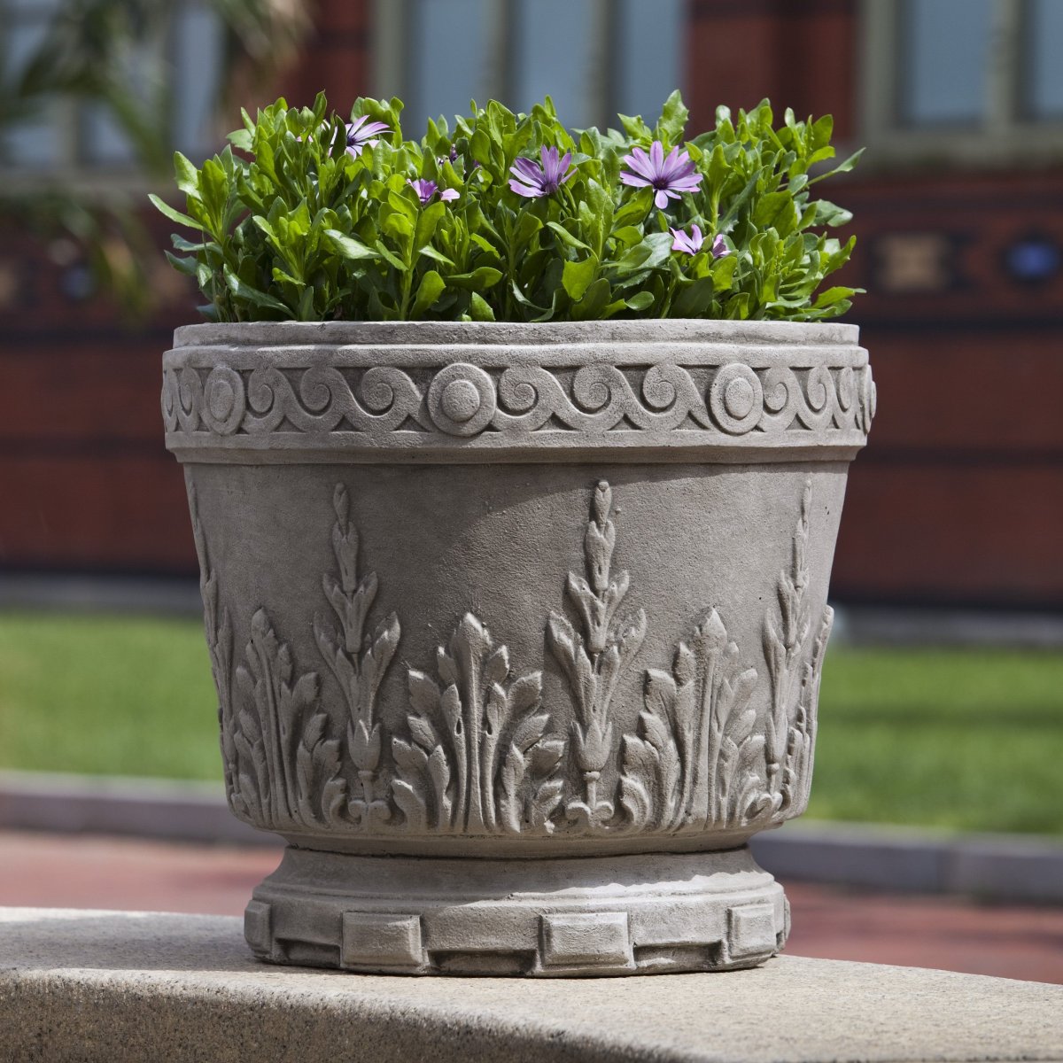 Вазон Акант (Dominican Garden)