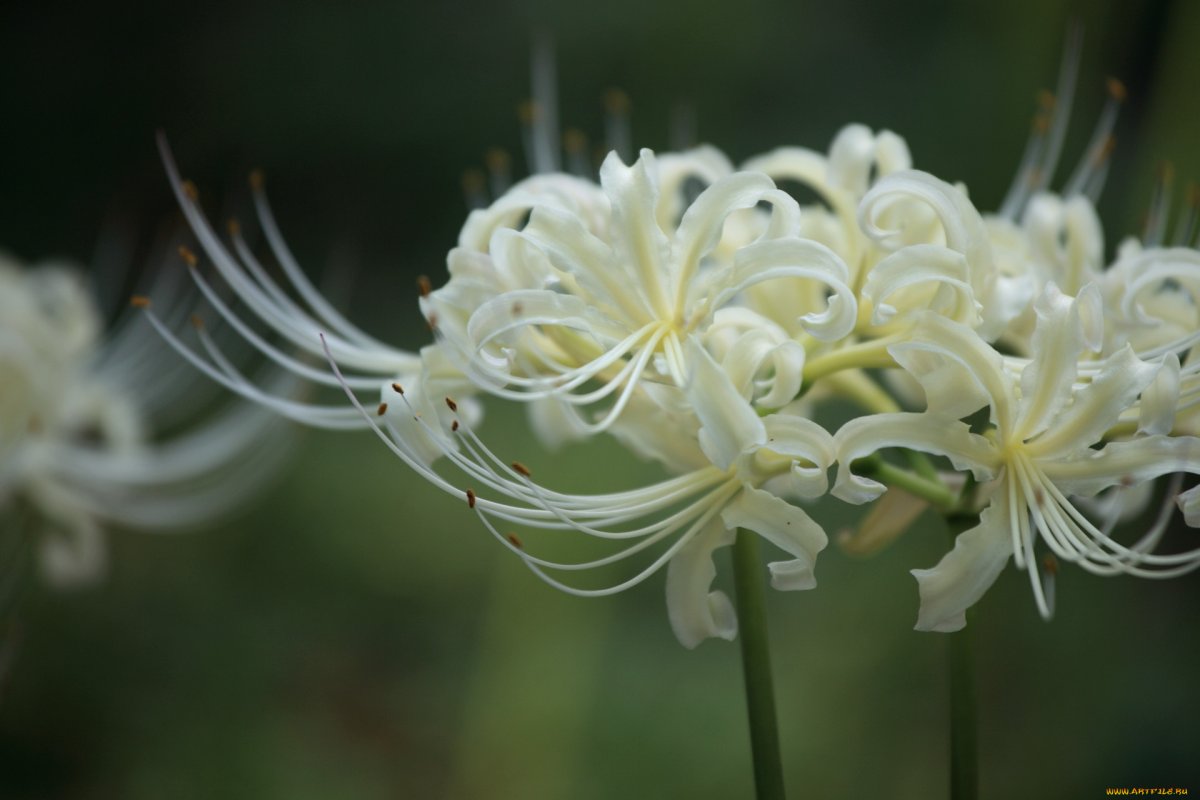 Lycoris Лучистый семена лилии цветы