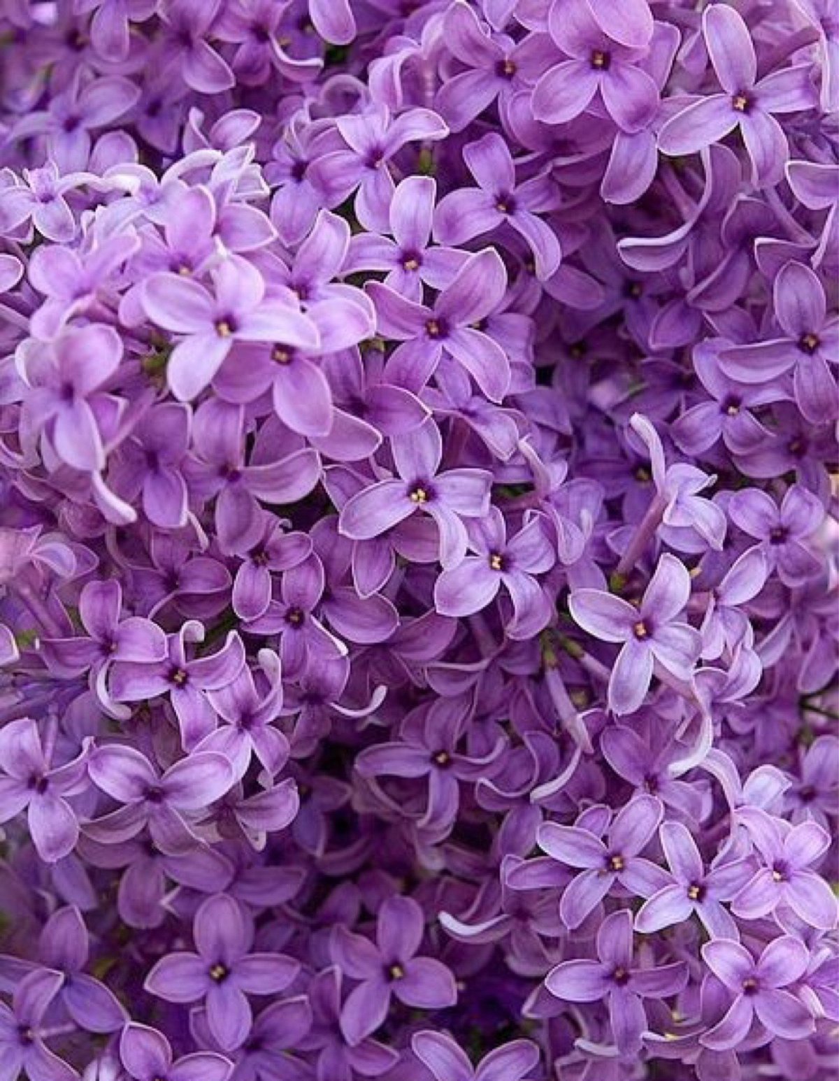Сирень Флауэр перпл