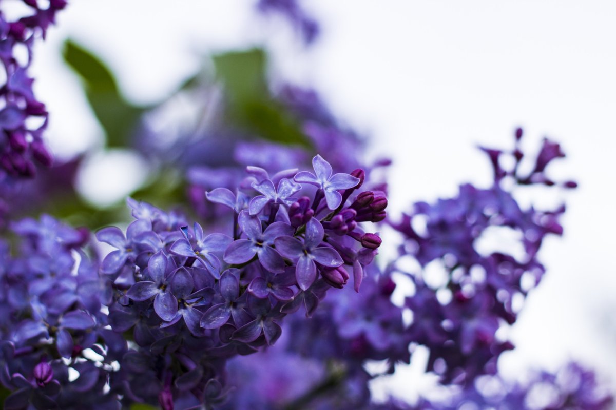 Сирень Lilac Sunday