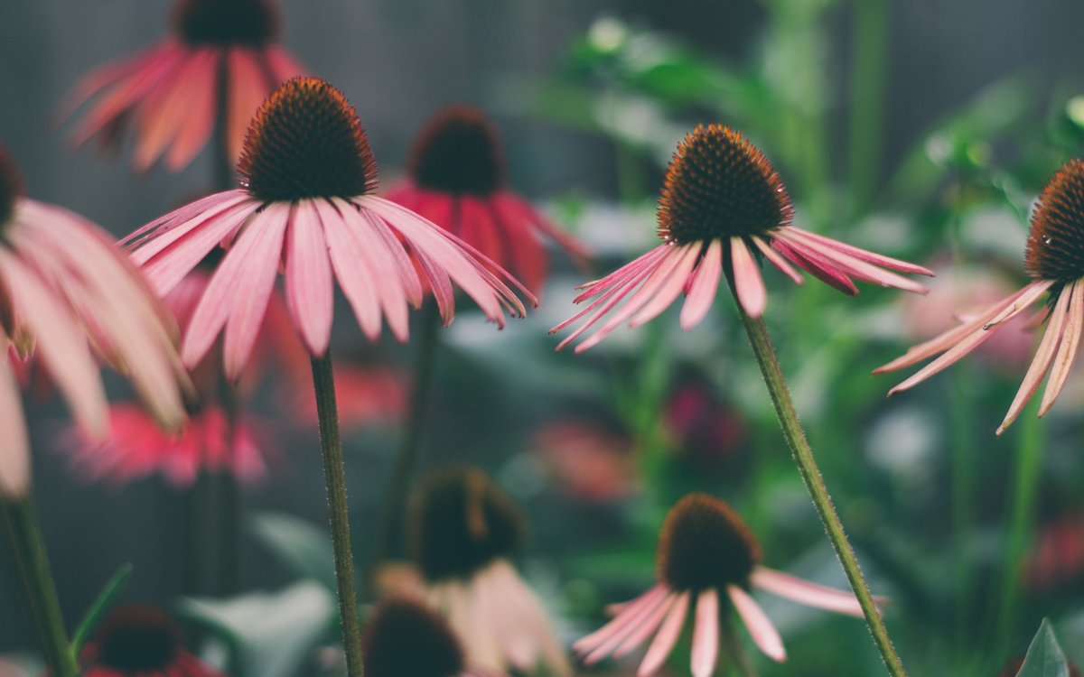 Echinacea purpurea ' Secret Affair '
